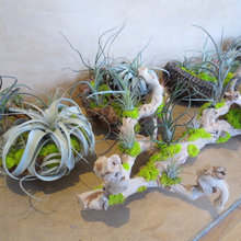 Airplants