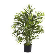 Plants