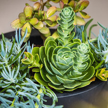 How to Get New Succulents for Free