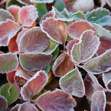 Der Garten im Januar – was jetzt zu tun ist