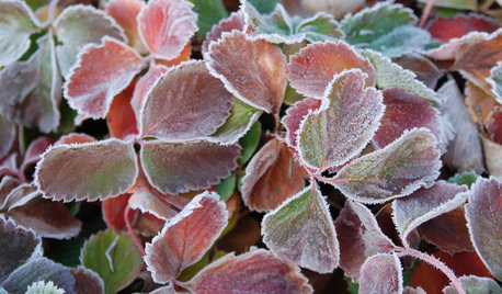 Der Garten im Januar – was jetzt zu tun ist