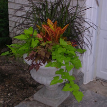 container plant arrangements