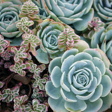 Plants