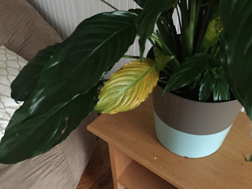 What Kind Of Plant Do I Have What Kind Of Plant Do I Have Angela S October 9 2016 It Looks Like Some Sort Tropical Species Could The Yellow Leaves Be From A Lack Light