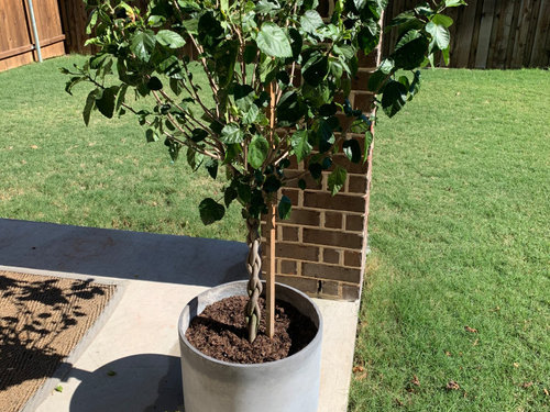 Potted Braided Hibiscus Tree Wintering Care