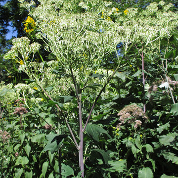 Great Design Plant: Bold, Big and Beautiful Pale Indian Plantain