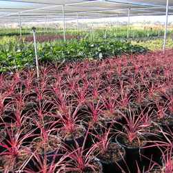 Nursery Stock - Plants