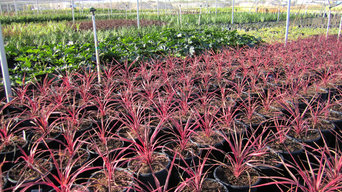 Nursery Stock