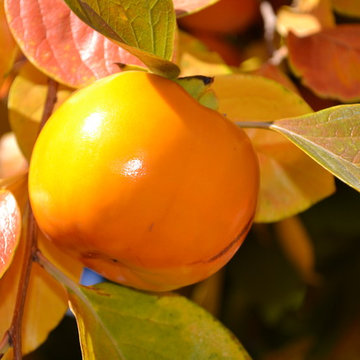Plant Material- North Bay