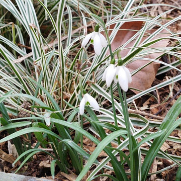Délicate association des perce-neige et d'un carex