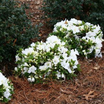 Bloom-A-Thon® Reblooming Azalea