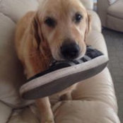 Matt Benatar's photo