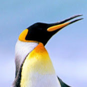Hongwu Wangs foto