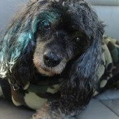 Tracy Scotto Rinaldi's photo