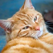 Tessie Staaf's photo