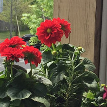 My balcony flowers and more...