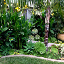 tropical