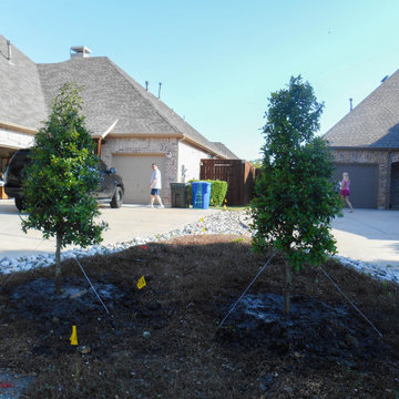 Evergreen Trees & Shrubs