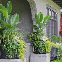 Plants