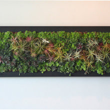 Living Walls