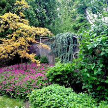 Lush areas