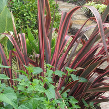 plants
