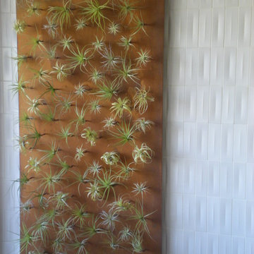 Indoor Tillandsia Living Wall / Flora Grubb