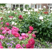 Landscape Plants