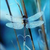 Donna Dorsey's photo