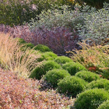 Ornamental grasses in the garden