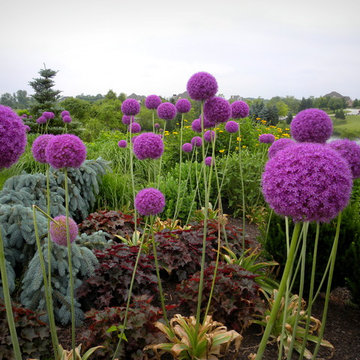 Annuals & Bulbs with a little bit of water!