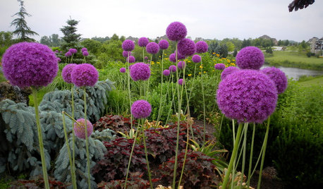 Eine runde Sache: Zier- und Kugellauch