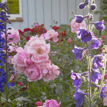 Blumen