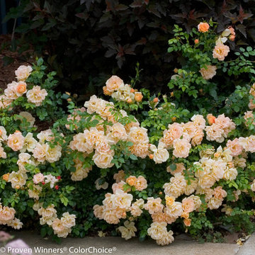 Oso Easy® Peachy Cream Landscape Rose