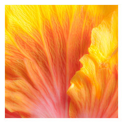 Douglas Page Photographic Arts - Hibiscus Flame Aluminum, 16"x16" - Prints And Posters