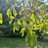Help Diagnose Weeping Cherry