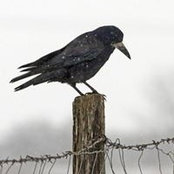 Foto von Corbeau Noiraud