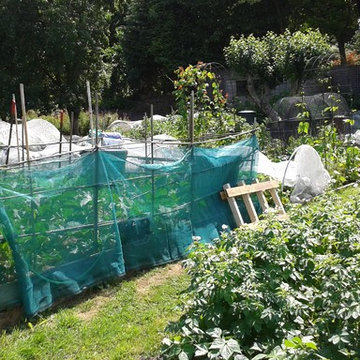 The Kitchen Garden - active allotment 2015