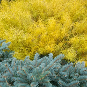 Autumn Color in the Garden