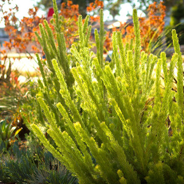 Lush and Drought Tolerant