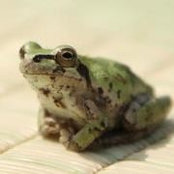 Chika Negoros foto