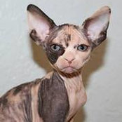 Nada Cat's photo
