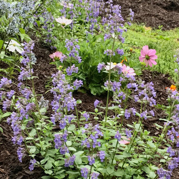 Cottage garden flowers
