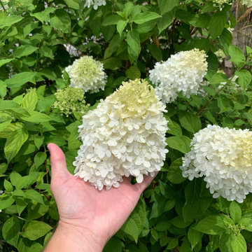 Little Limelight Hydrangea