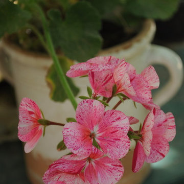 Pelargoni
