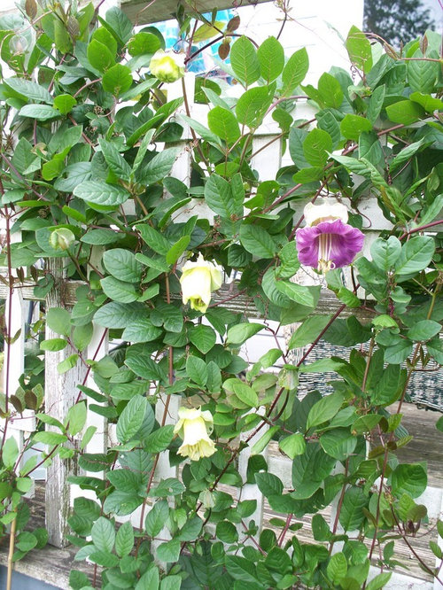Cup and Saucer Vine on the porch