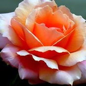 Don Hazelett's photo