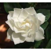 Denise Orr's photo