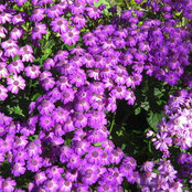 Alice's photo