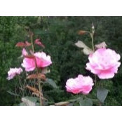 Anne Wilsons billede